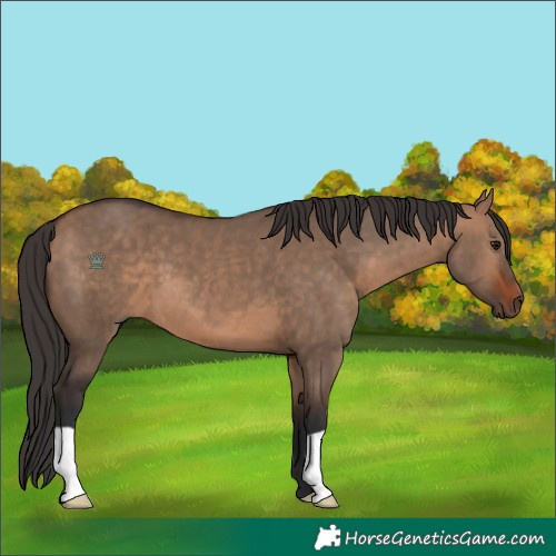 Horse Color:Bay Dun 