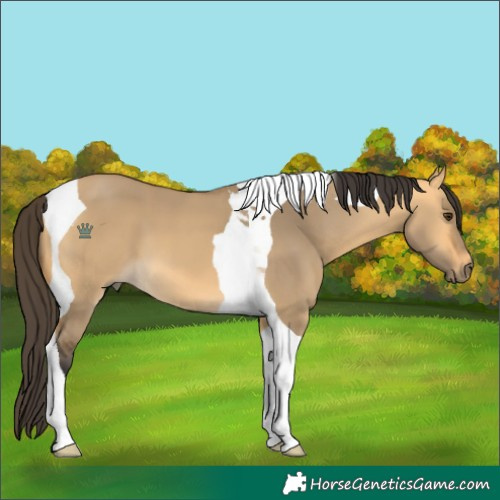 Horse Color:Buckskin Dun Tobiano 