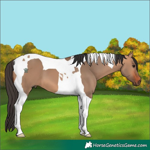 Horse Color:Bay Dun Tobiano 