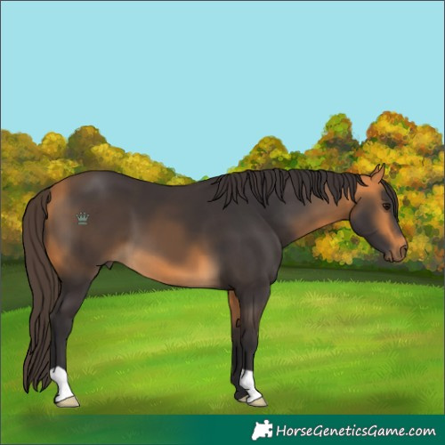 Horse Color:Buckskin 