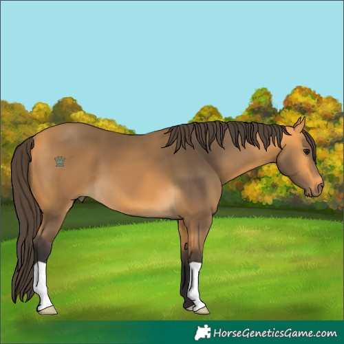 Horse Color:Buckskin
