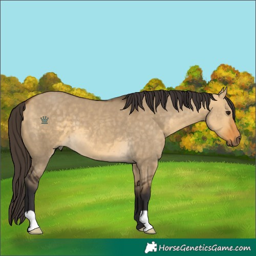 Horse Color:Buckskin Dun 