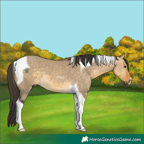 Horse Color:Buckskin Dun Tobiano 