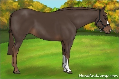 Horse Color:Liver Chestnut 