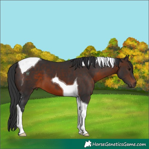 Horse Color:Brown Tobiano
