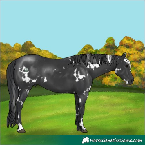 Horse Color:White Spotted Black
