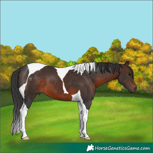 Horse Color:Brown Tobiano