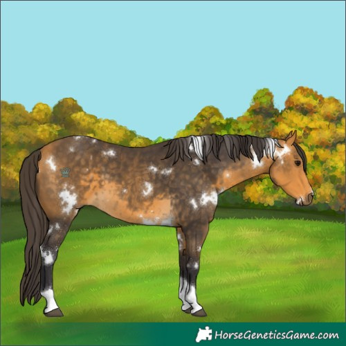 Horse Color:White Spotted Buckskin Tobiano 
