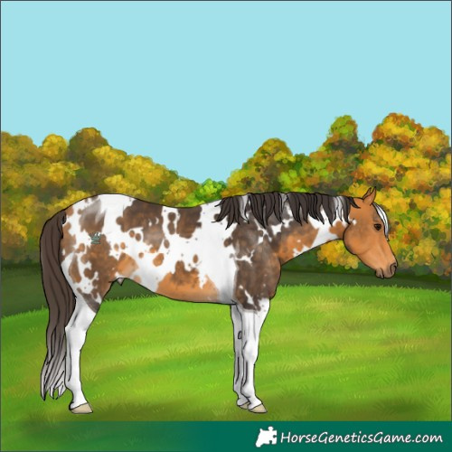 Horse Color:White Spotted Buckskin Tobiano 
