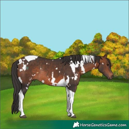Horse Color:White Spotted Brown Tobiano Rabicano 
