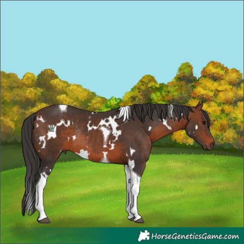 Horse Color:White Spotted Brown Tobiano Rabicano 