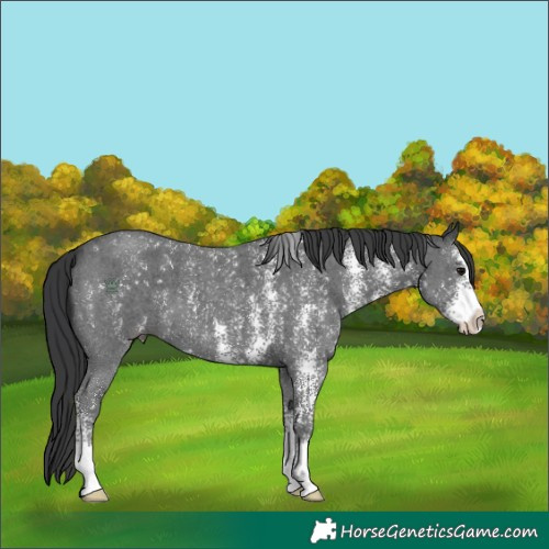 Horse Color:Black Sabino