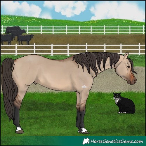 Horse Color:Bay Dun