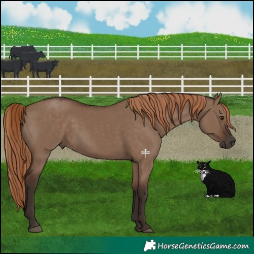 Horse Color:Liver Red Dun