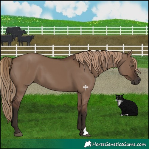Horse Color:Liver Red Dun