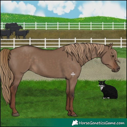 Horse Color:Liver Red Dun 