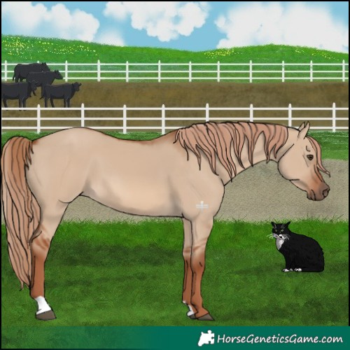Horse Color:Red Dun 