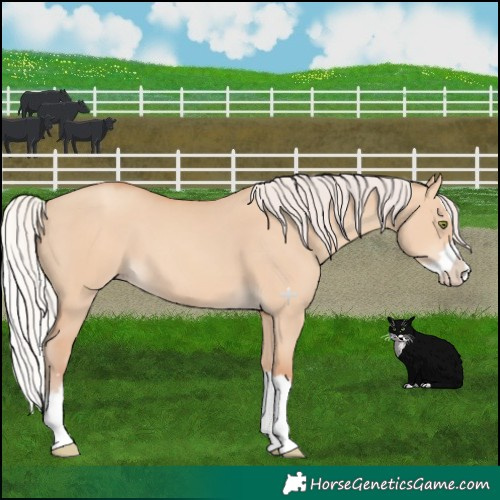 Horse Color:Silver Amber Champagne Dun Splash 