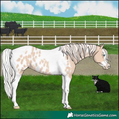 Horse Color:Silver Classic Champagne Dun Splash Tobiano Near Leopard 