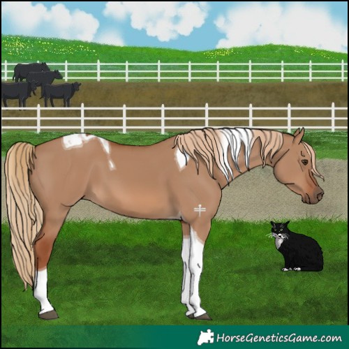 Horse Color:Red Dun Tobiano 