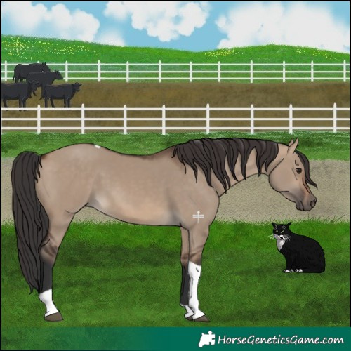 Horse Color:Brown Dun Tobiano