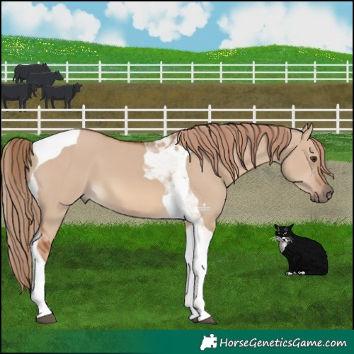 Horse Color:Red Dun Tobiano 