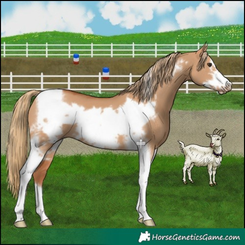 Horse Color:Red Dun Tobiano Frame