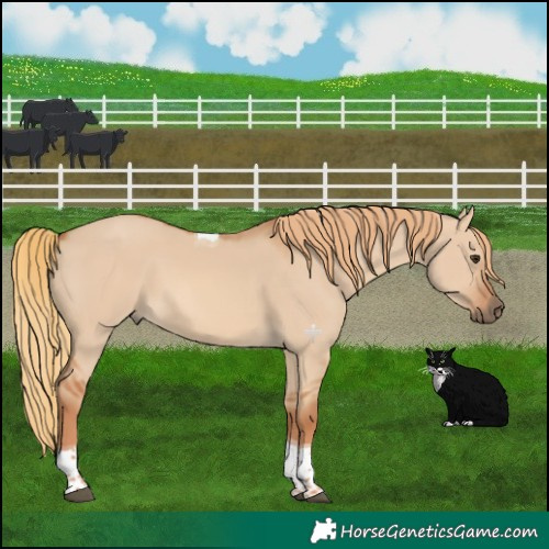 Horse Color:Red Dun Tobiano