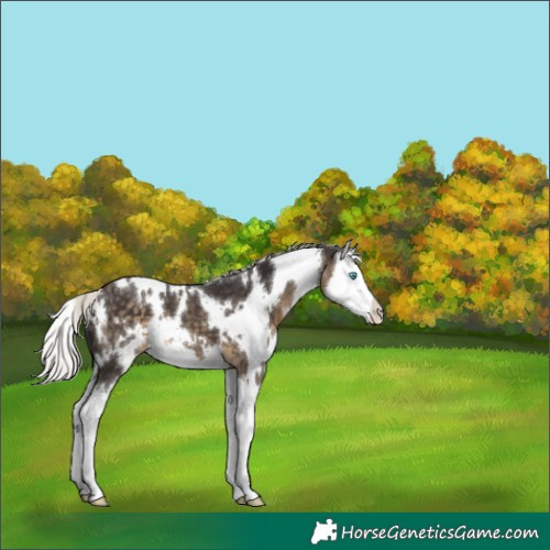 Horse Color:White Spotted Silver Smoky Black Splash 