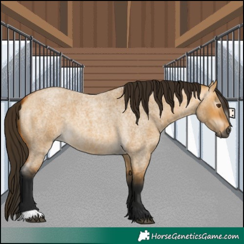 Horse Color:Gray Buckskin Roan Dun