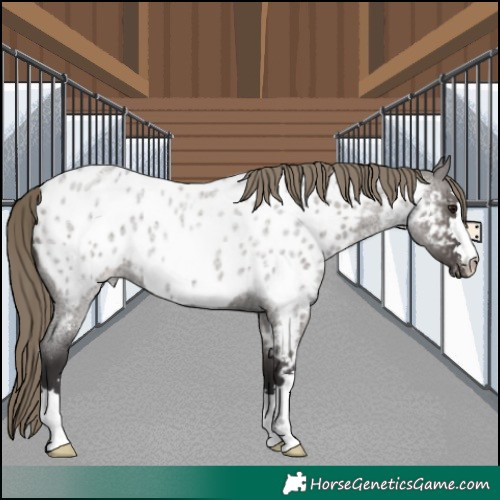 Horse Color:Smoky Grullo Roan Blanket 