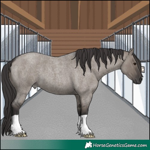 Horse Color:Smoky Grullo Roan