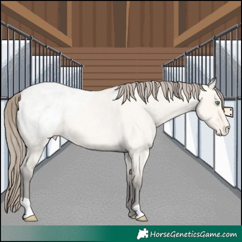 Horse Color:Amber Cream Champagne Roan Dun Appaloosa