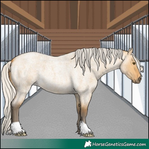 Horse Color:Silver Buckskin Roan Dun