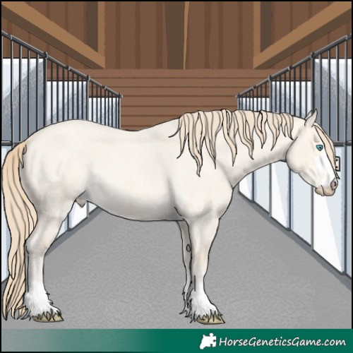 Horse Color:Perlino Roan Dun