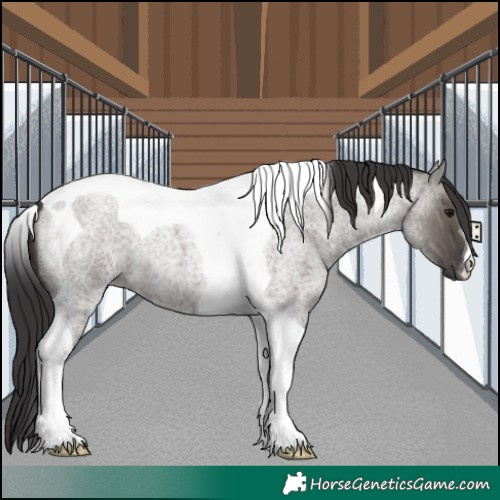 Horse Color:Smoky Grullo Roan Tobiano
