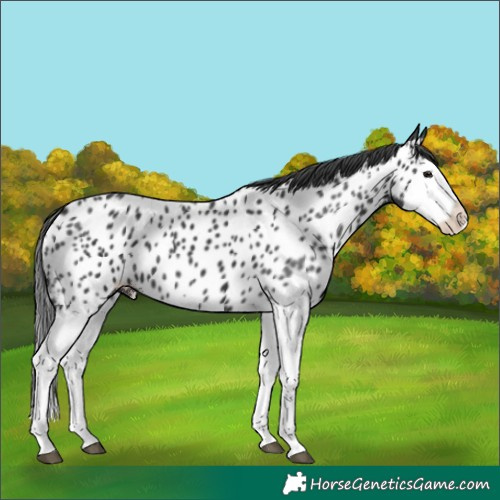Horse Color:Black Splash Near Leopard