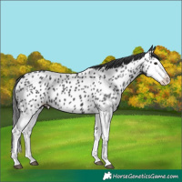 Horse Color:Black Splash Appaloosa