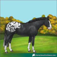 Horse Color:Black Splash Blanket 