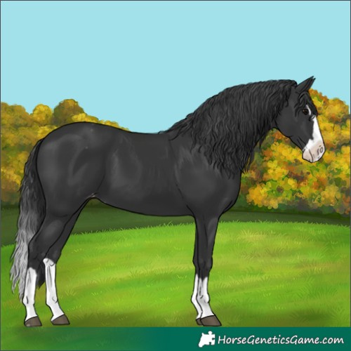 Horse Color:Black Splash Appaloosa 