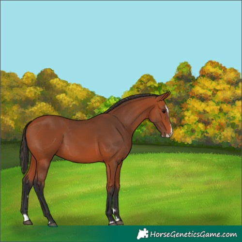 Horse Color:Bay Splash 