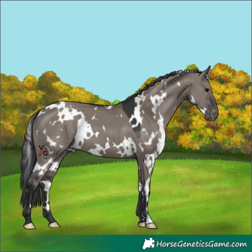 Horse Color:White Spotted Grullo Appaloosa