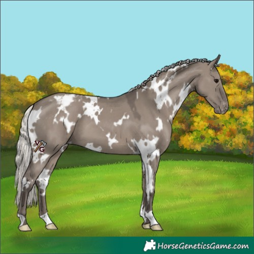 Horse Color:White Spotted Silver Grullo Appaloosa