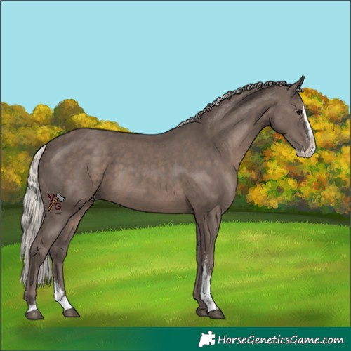 Horse Color:Silver Black Sabino Splash 
