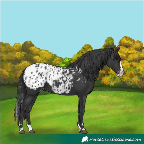 Horse Color:Black Splash Appaloosa 