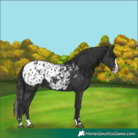 Horse Color:Black Splash Appaloosa