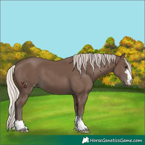 Horse Color:Silver Black Appaloosa