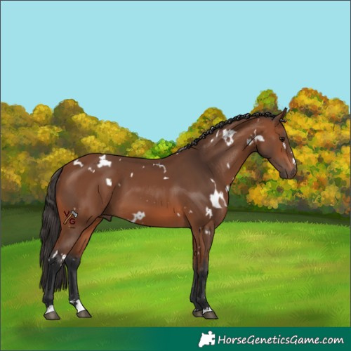 Horse Color:White Spotted Bay