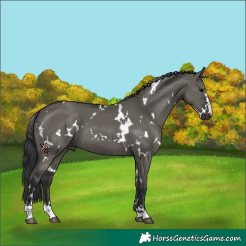 Horse Color:White Spotted Grullo