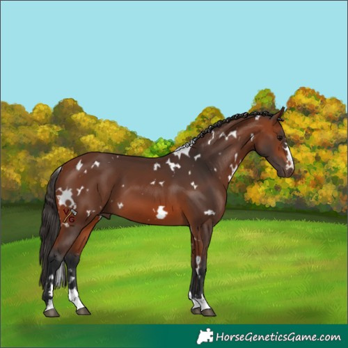 Horse Color:White Spotted Bay